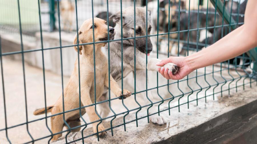 The Importance of International Support for Romanian Animal Rescue Organizations The Importance of International Support for Romanian Animal Rescue Organizations